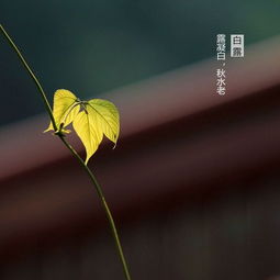 什么是白露节气