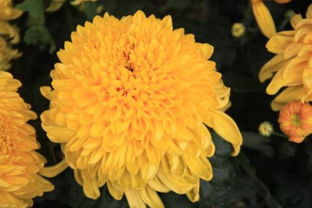 菊花是哪个季节开的?