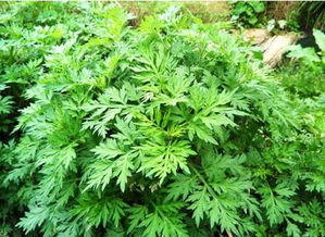 艾草可以吃吗 艾草能不能吃呢