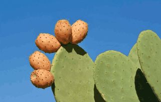 仙人球结的果实能吃吗?