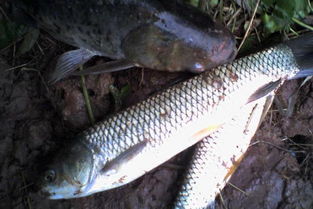 夏天钓草鱼用什么饵料最好