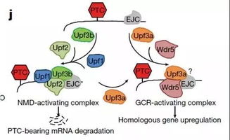 什么叫无意义突变