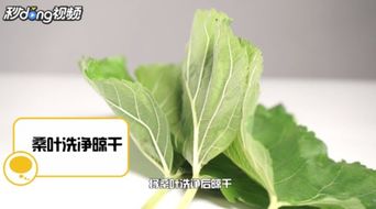 养蚕的方法和步骤