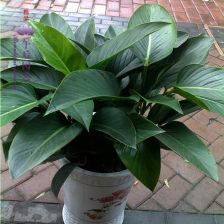 金钻是什么植物