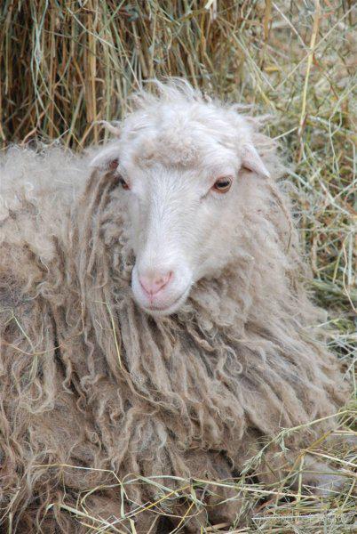 91年男和96年女鼠婚配,男的91年属羊和女的96年属鼠适合结婚吗?