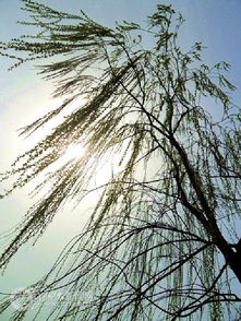 春风拂柳时雨润花是什么意思