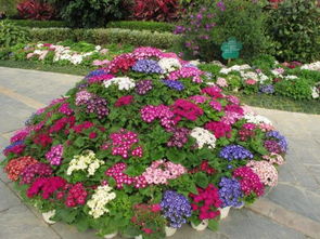 瓜叶菊的繁殖方法