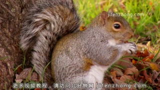 松鼠会不会吃松果还是马尾松?