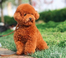 泰迪犬饲养注意事项