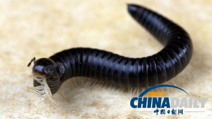 请问这是什么虫子?