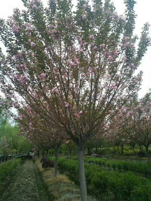 樱花树的生长条件