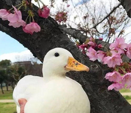 鸭子的品种