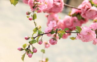 桃花有什么作用与功效 桃花有什么好处
