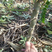 皂角种子怎么种植