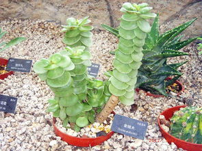节节高土养还是水养?