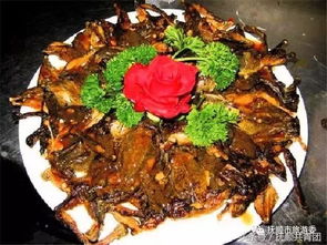 哈什蚂是什么东西?