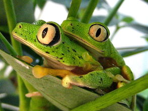 lemur是什么动物