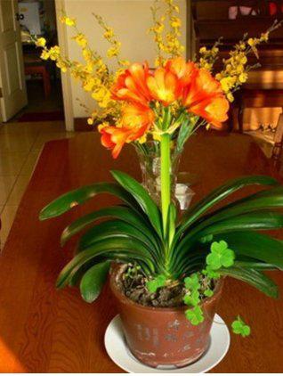 什么室内花又好看又好养?