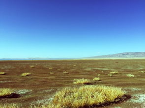 天苍苍,野茫茫,风吹草低见牛羊是什么意思