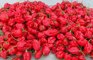 辣椒根据辣味不同可分为很多等级,其中“魔鬼辣椒”最辣,对此你了解多少