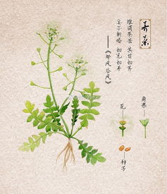 关于植物的现代诗?