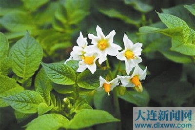 土豆会开花吗