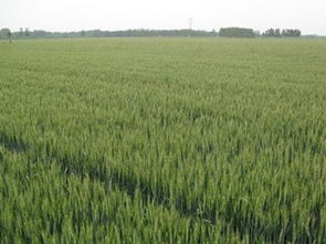 冬小麦和春小麦的区别