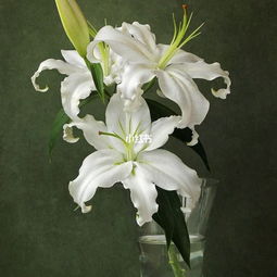 百合花是什么意思?