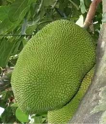 菠萝蜜与菠萝的区别