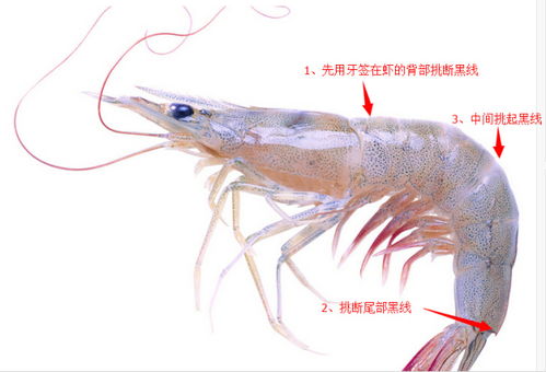 虾腹部的黑线需要去掉吗