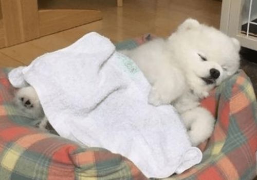 狗狗肚子像拉稀似的响 肚子响也不只是因为饿了的原因!