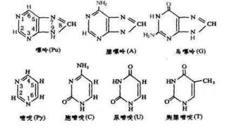 含氮碱基的概述