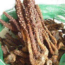 野生肉苁蓉的功效和作用?