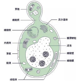 酵母菌在实际应用中有什么作用