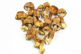 姬松茸的功效与作用及食用方法是什么?