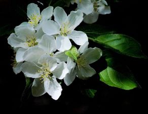 荼蘼是什么意思