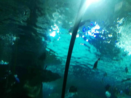 如何去富国海底世界