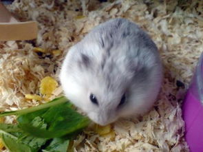 仓鼠要喝水吗,几天一次?