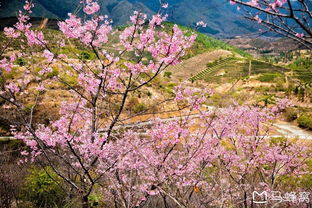 韶关樱花峪的介绍