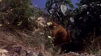 《丛林赤子心》在线免费观看百度云资源,求下载