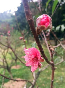 桃花的花期有多长