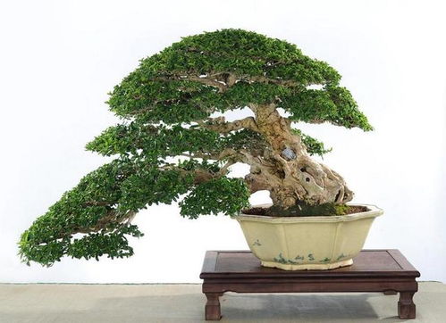 榕树盆景的造型要怎样设计?