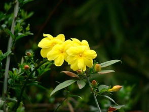 迎春花的特点