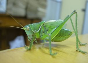 蝈蝈怎么养