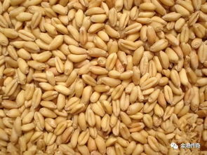 小麦仁和大麦仁有什么区别(麦仁是大麦还是小麦)