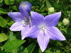 桔梗花的花语是什么?