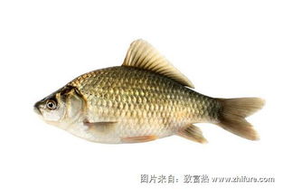 鲤鱼怎么做好吃又简单