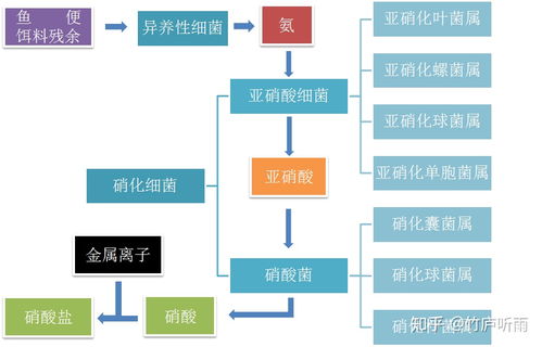 硝化系统怎么建立