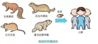 鼠疫的症状都有哪些?