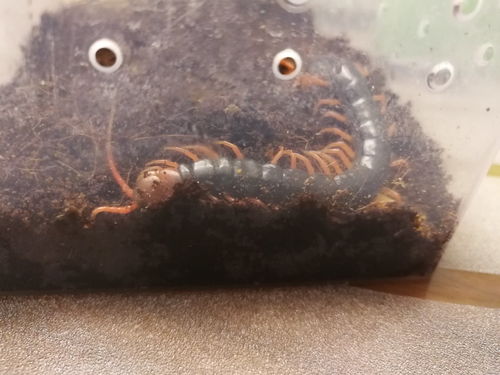 工蜂是雌性还是雄性?